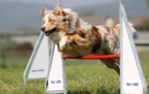 犬の熱中症リスク　①若く②運動性高く③毛が深い